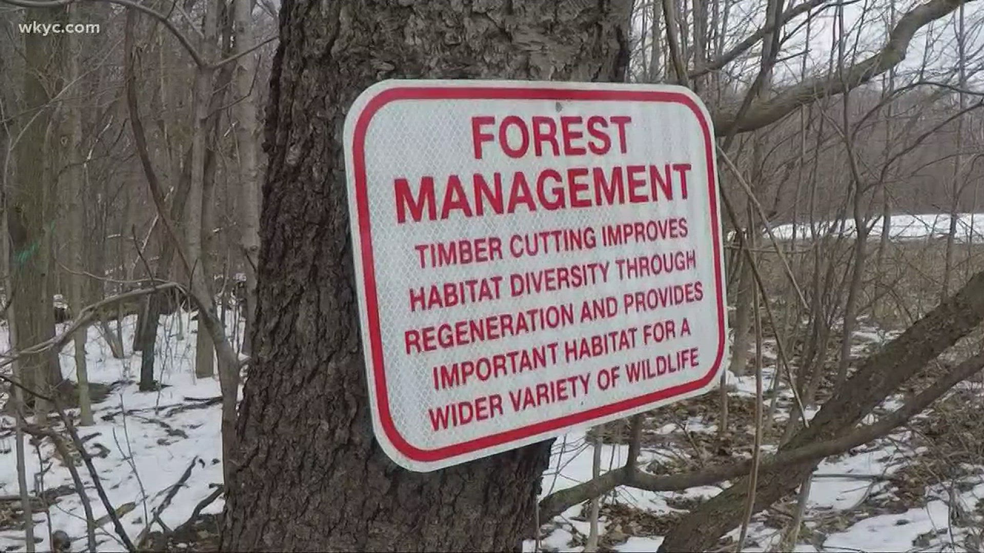 Tree logging causes debate among residents in Geauga County