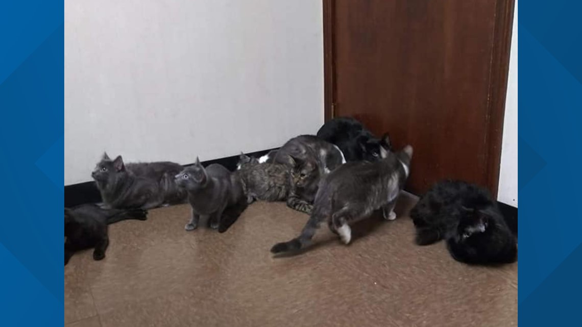 Over 20 cats and kittens dumped at park in Cleveland - Vimarsana News