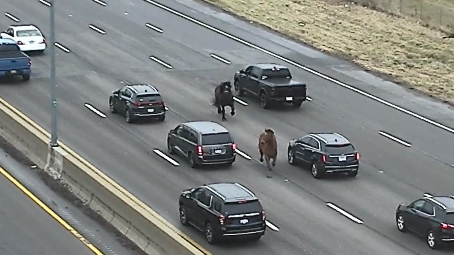 An ODOT traffic camera caught the moment when Cleveland police officers were chasing two horses on I-90.