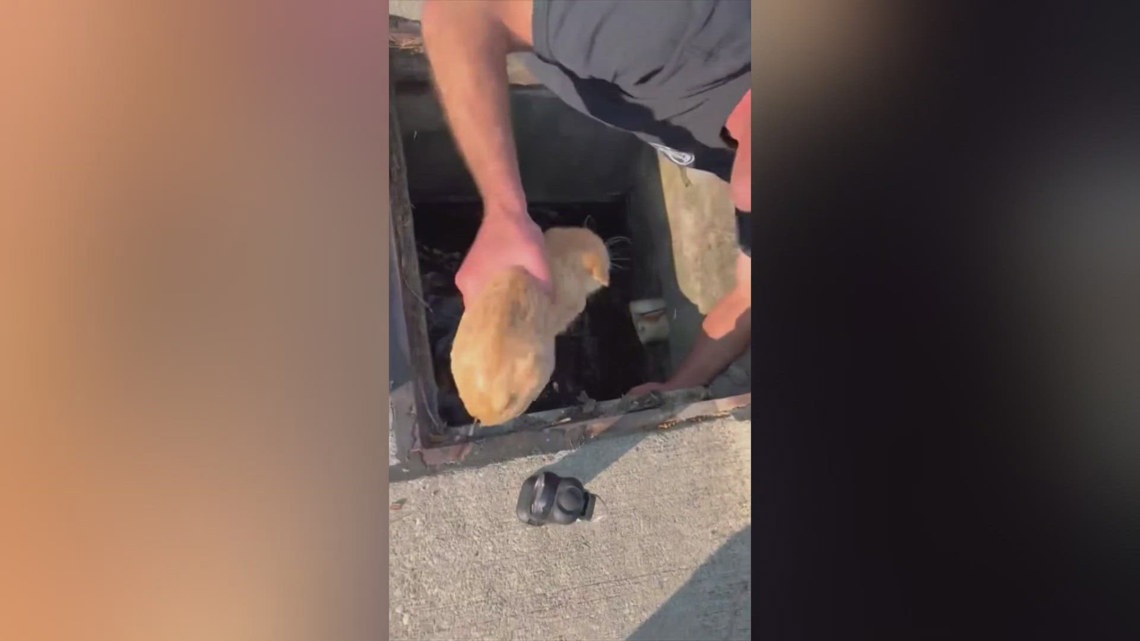 Chardon firefighters rescue kitten from storm drain