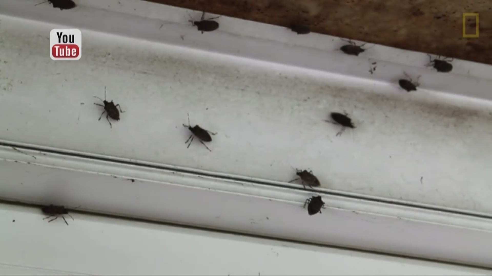 What you need to know about stinkbugs