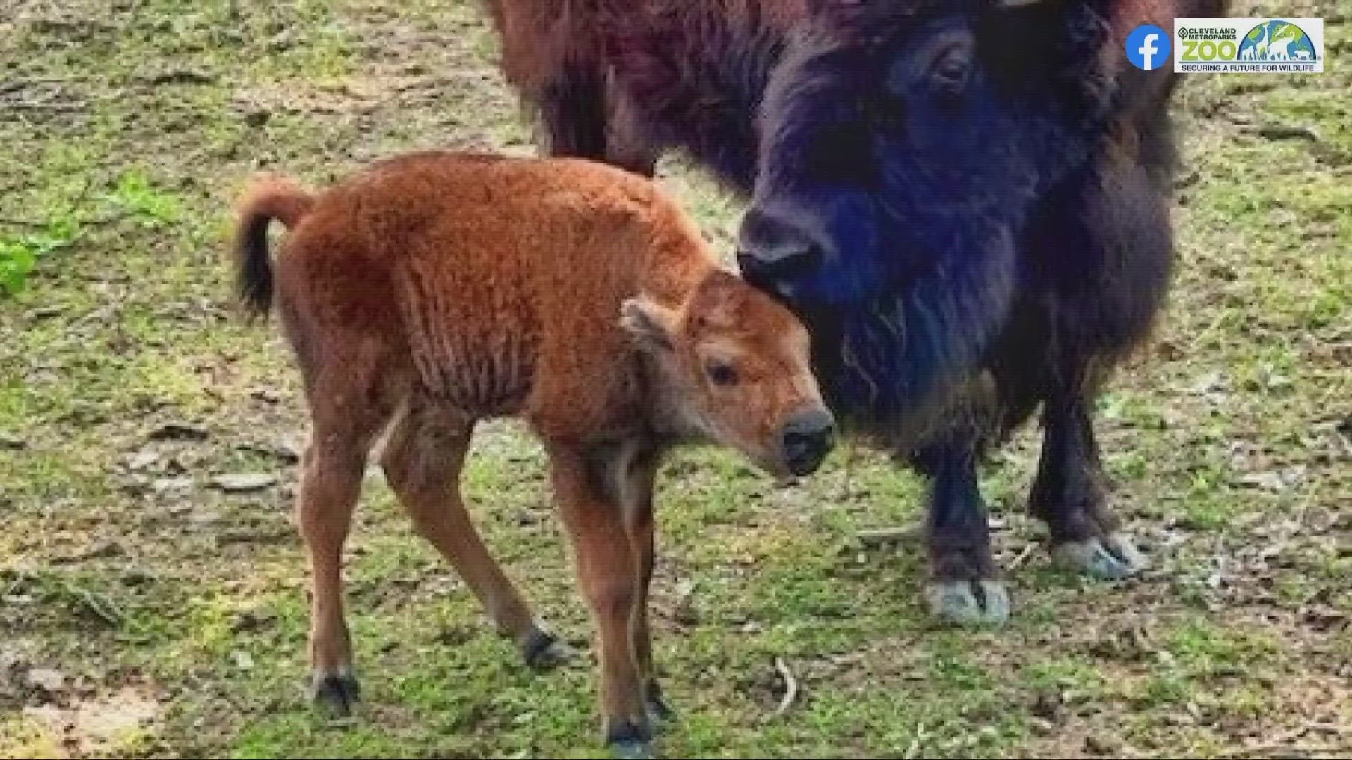 The Cleveland Metroparks Zoo has announced a new addition to its family of bison -- and you can help name him.