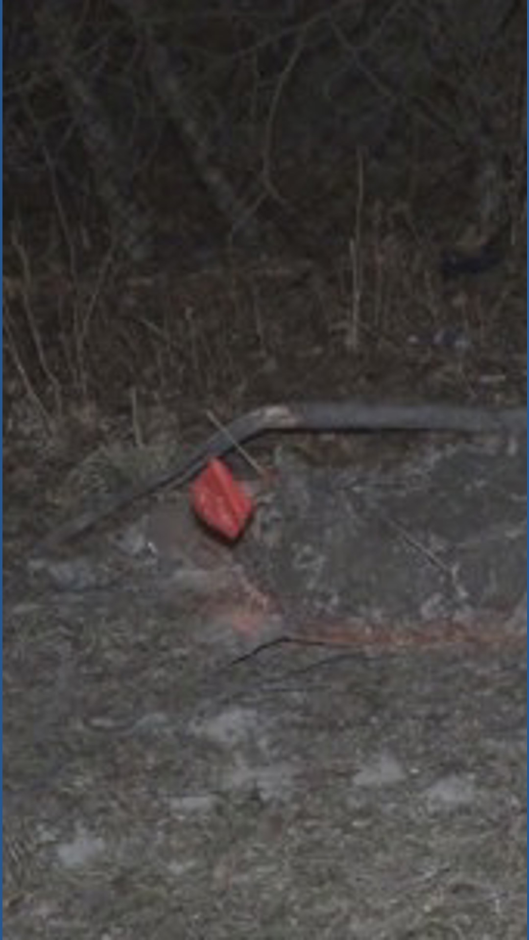 Woman arrested by Cleveland police after bodies of 2 young girls found ...