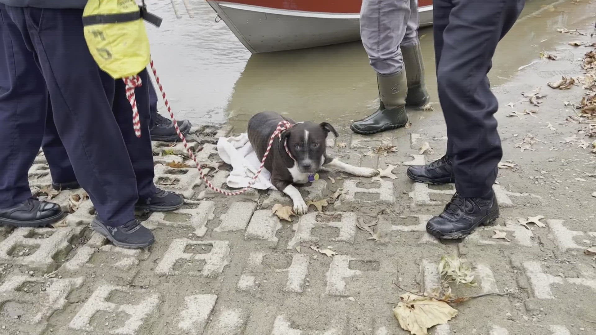 A nearby fisherman helped the Painesville City Fire Department safely rescue the dog from the water.