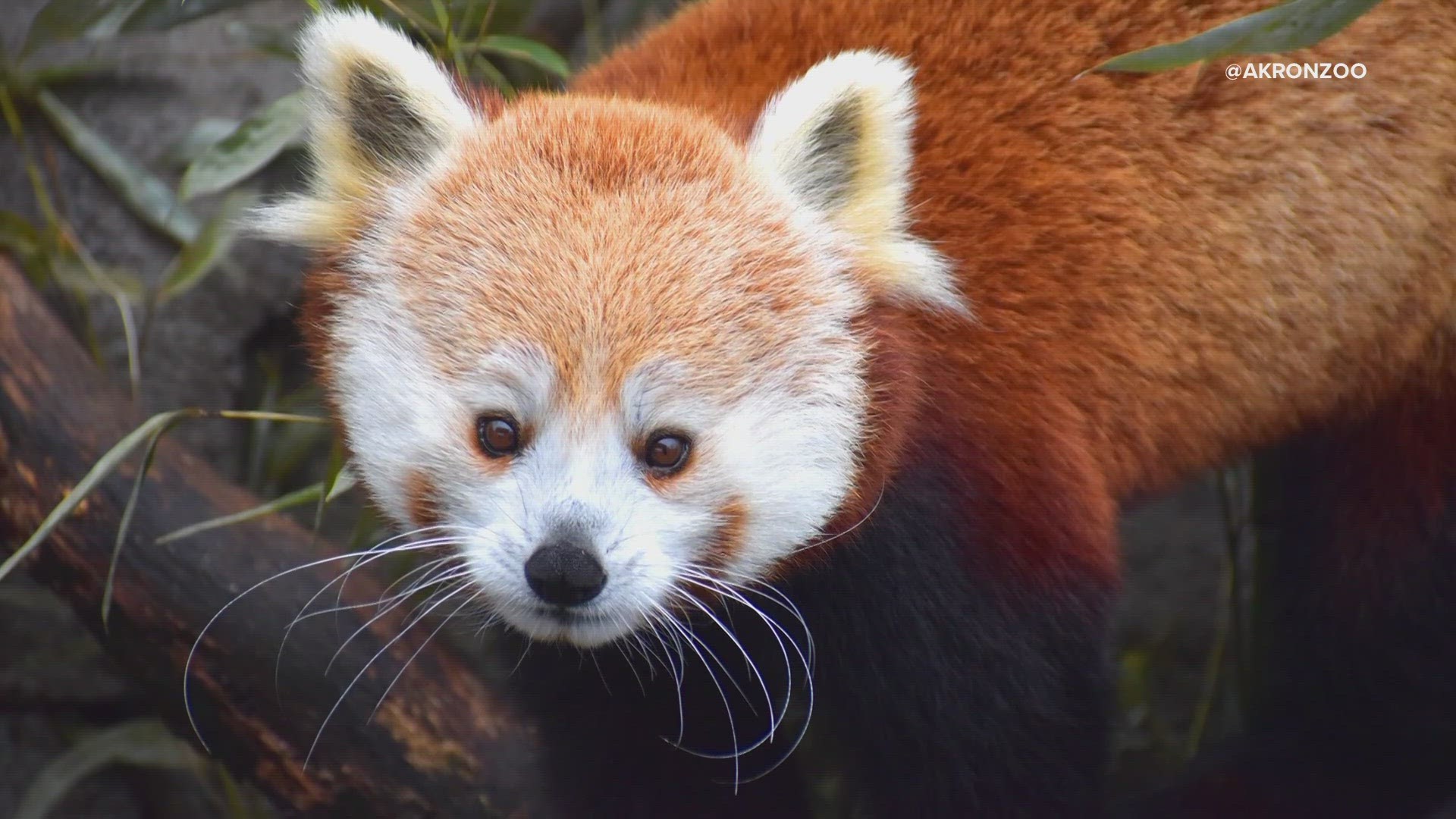 Penny was a star featured in the Akron Zoo's Panda Palace web series.