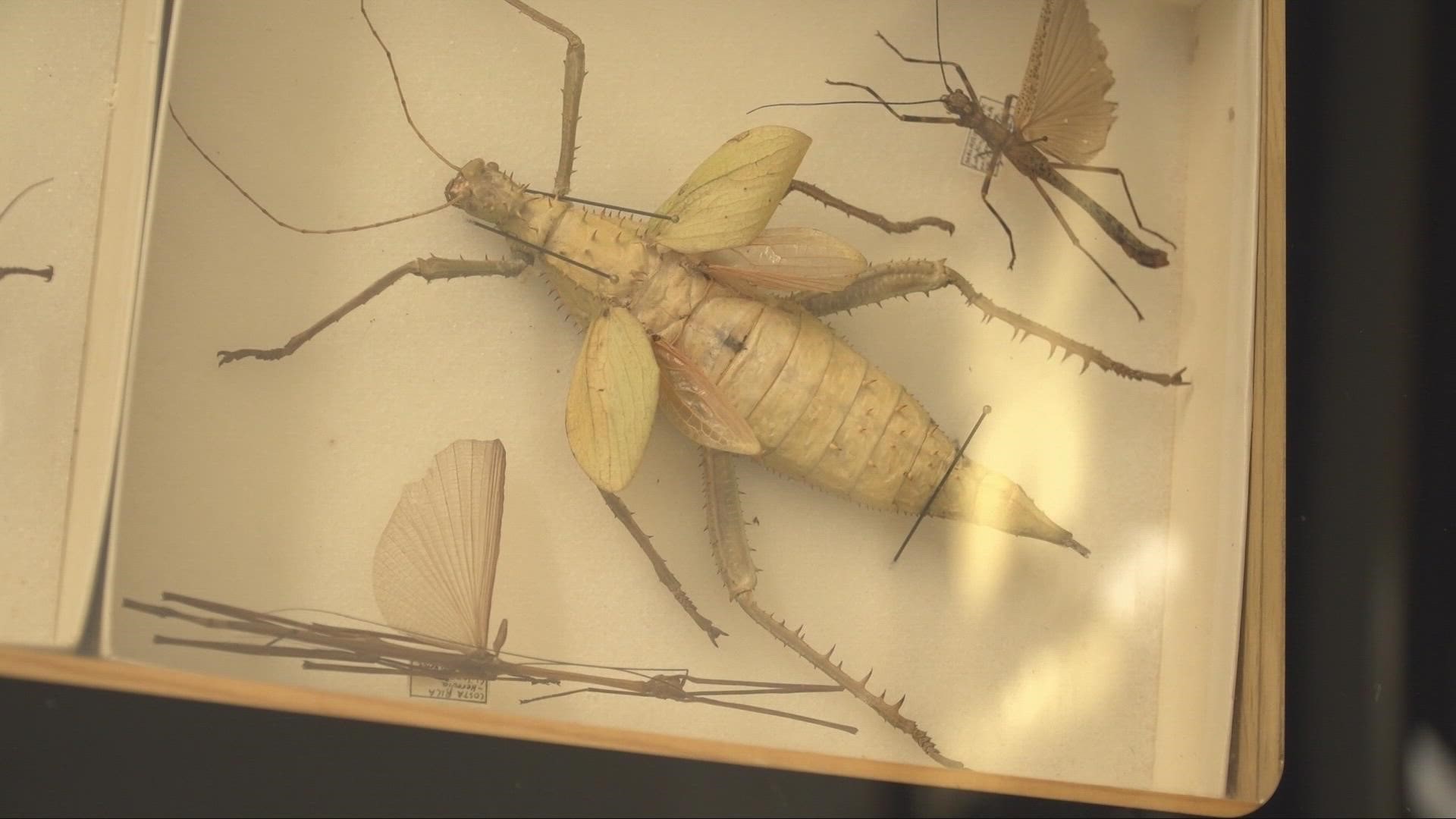 The Cleveland Museum of Natural History is unveiling its new and expanded spaces. 3News' Betsy Kling has a first look.