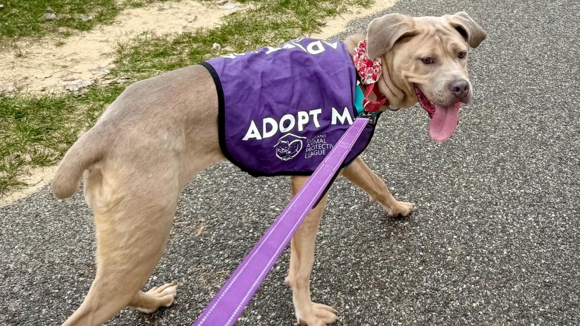 What is the Cleveland APL Dog’s Day Out program?