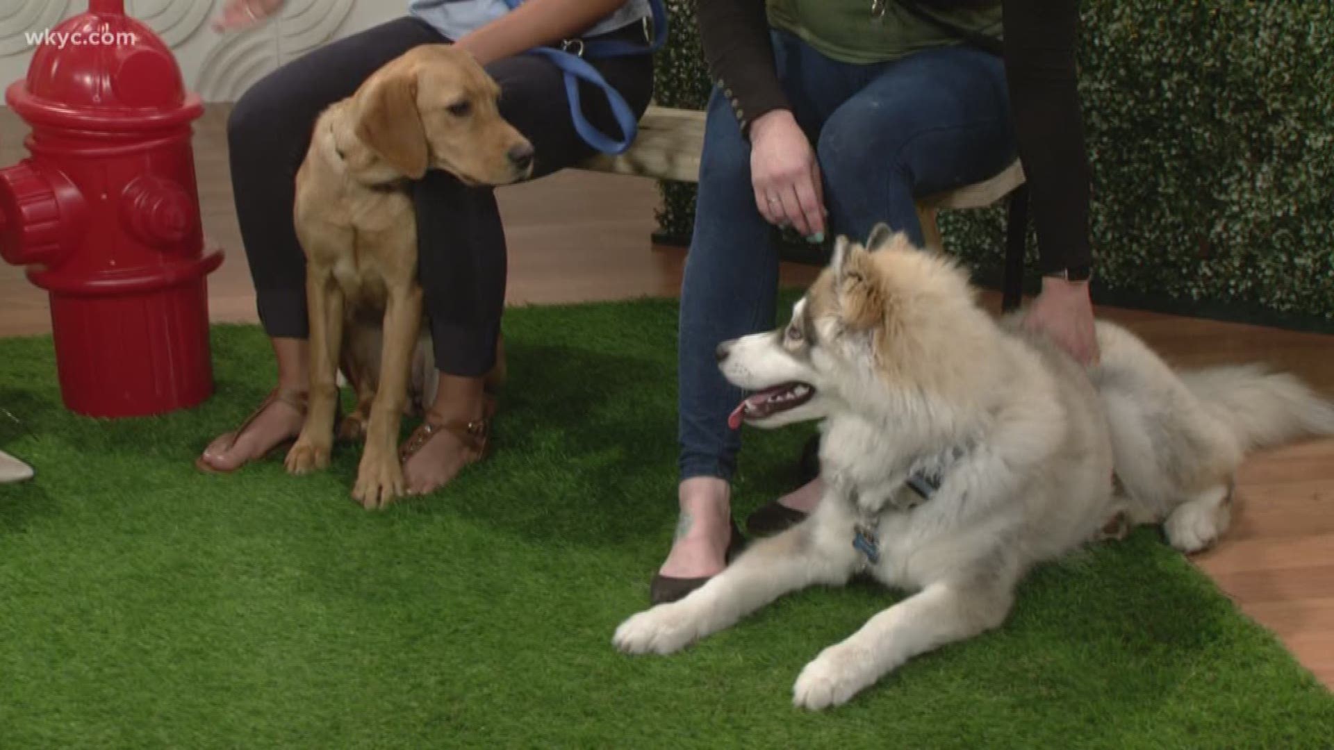 July 16, 2019: It was puppy playtime on the morning show as Roxy brought along a friend. This is Tater Tot, another dog going through Wags 4 Warriors service training.