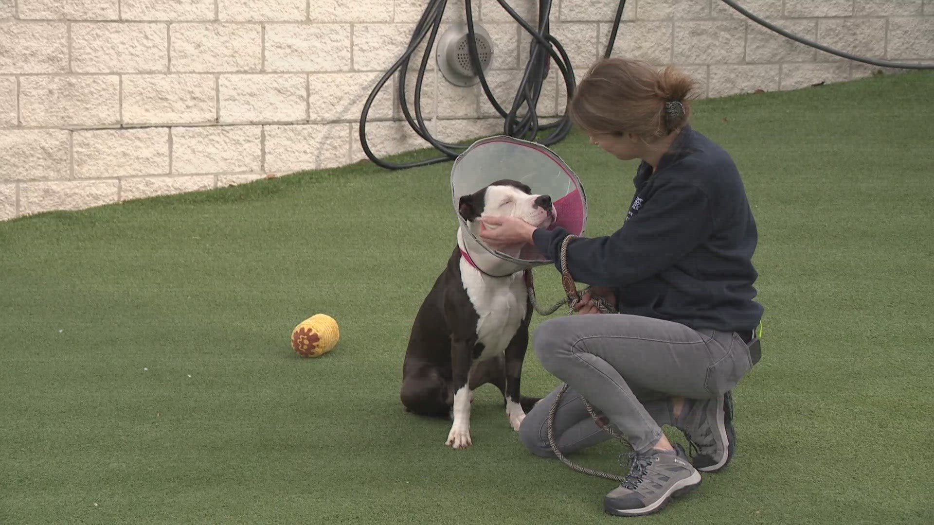 The Second Chance Program provides veterinary care for thousands of sick, injured and special-needs animals that come through the Cleveland APL's doors.