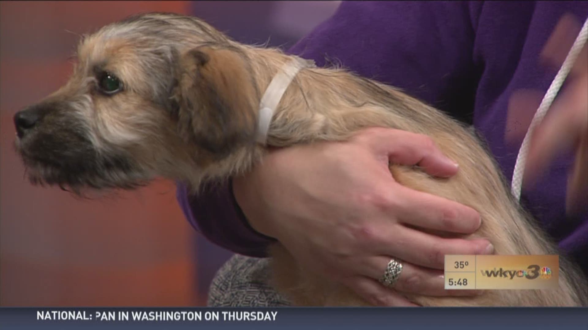
	There are so many animals looking for good homes.And adopting pets is something our special Co Anchor, Ro Digga from Z 107.9 is passionate about and she was in the studio this morning with some very special guests.

	 
