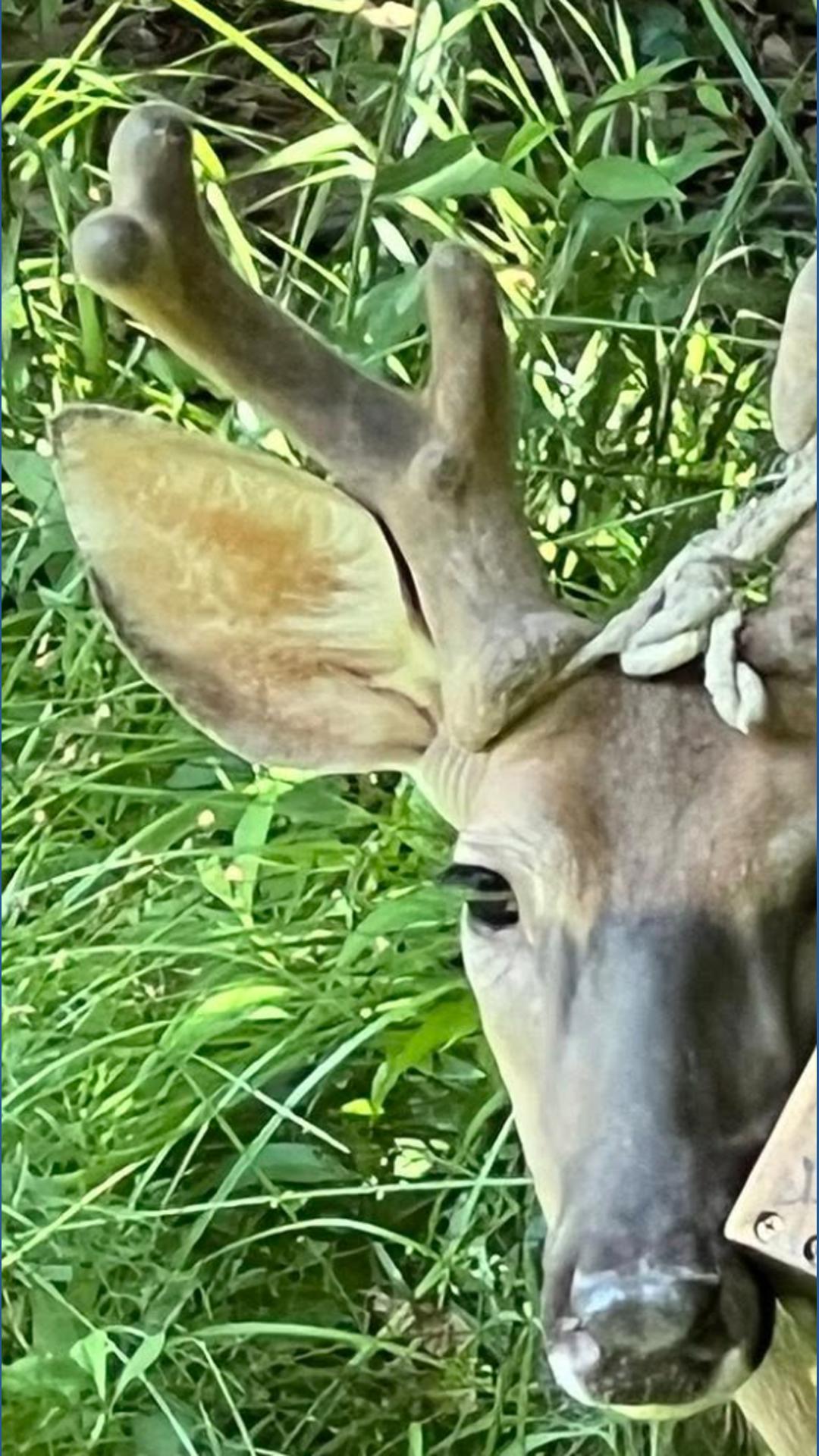 Deer with bird feeder stuck in antlers spotted in Mentor-on-the-Lake ...