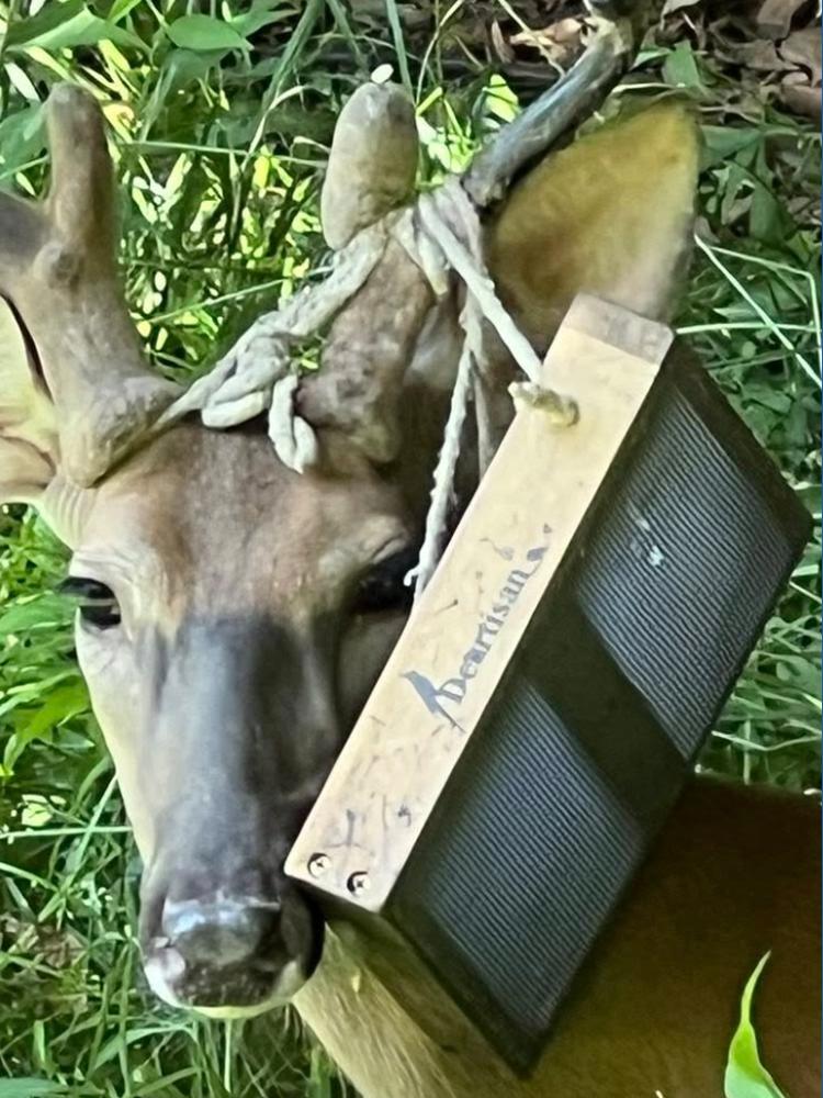 Deer with bird feeder stuck in antlers spotted in Mentor-on-the-Lake ...
