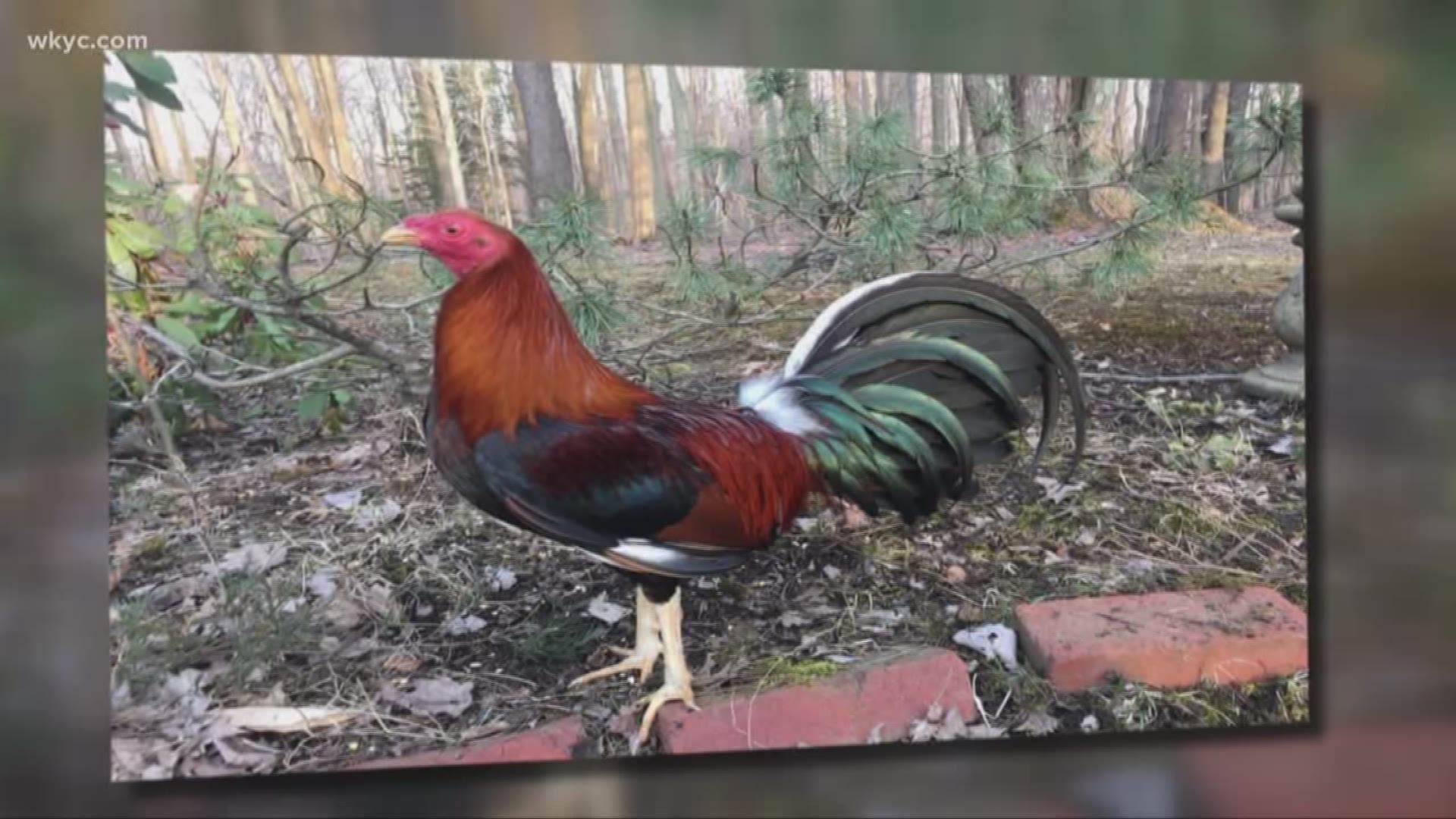June 12, 2019: The rooster was named after 'Guardians of the Galaxy' character, proved to live up to his name, guarding a little girl’s trust and his new family. WKYC's Dorsena Drakeford has the story.