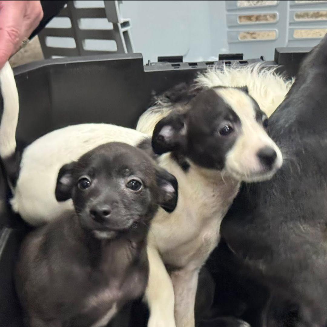Willoughby police investigating after 5 puppies found abandoned in ...