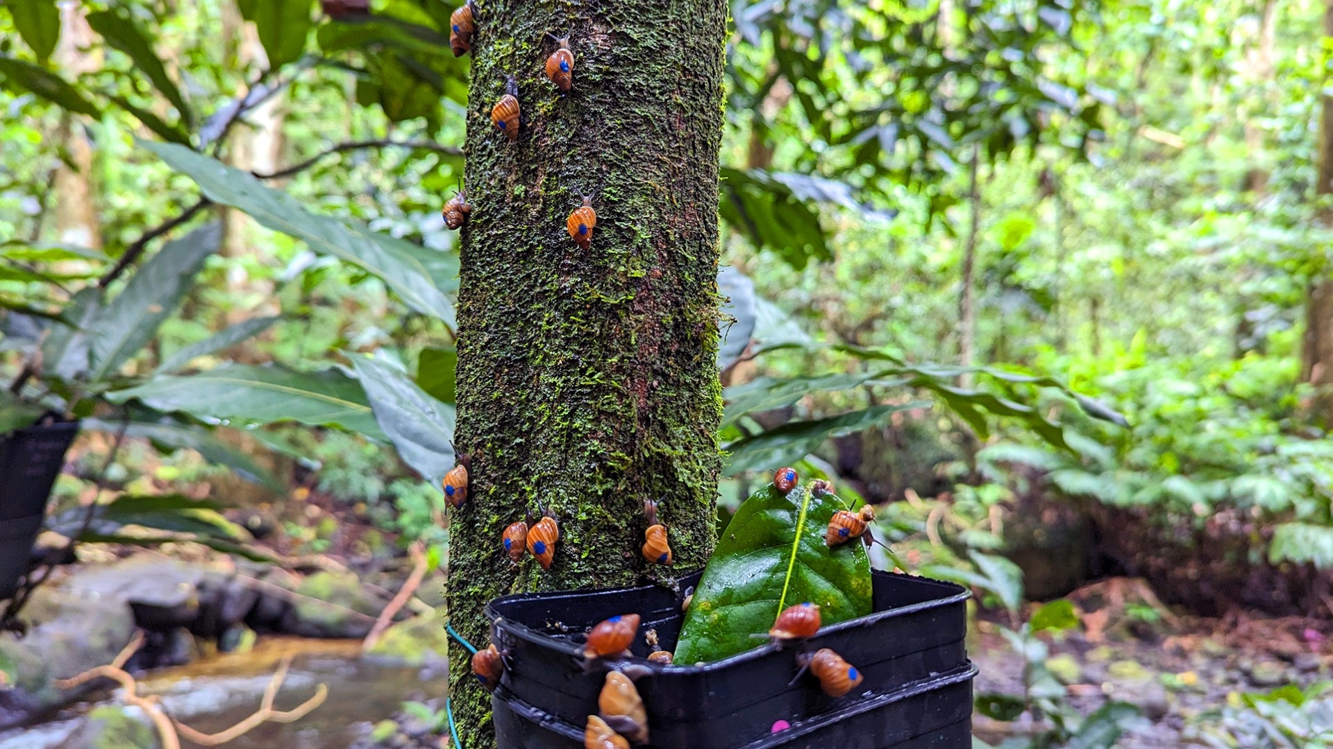 Earlier this month, two Akron Zoo officials traveled to Tahiti to release 1,100 Partula snails that had been bred in Akron. (Video courtesy of Akron Zoo)