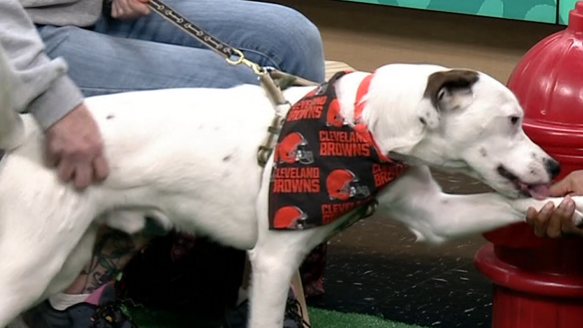 The Geauga County Dog Shelter visited 3News on Sunday for this week's Pet of the Week segment.