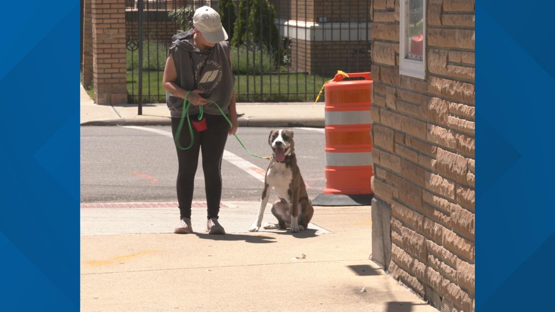 Turning anxious pups into confident, adoptable canines - Vimarsana News