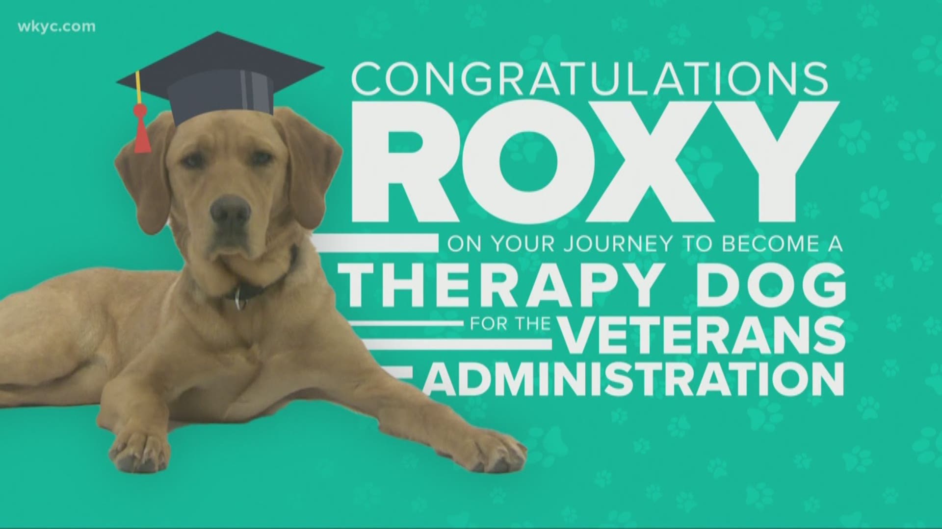 Roxy! We are so proud of you! Our puppy with a purpose has come a long way. She's now becoming a therapy dog for veterans in need.