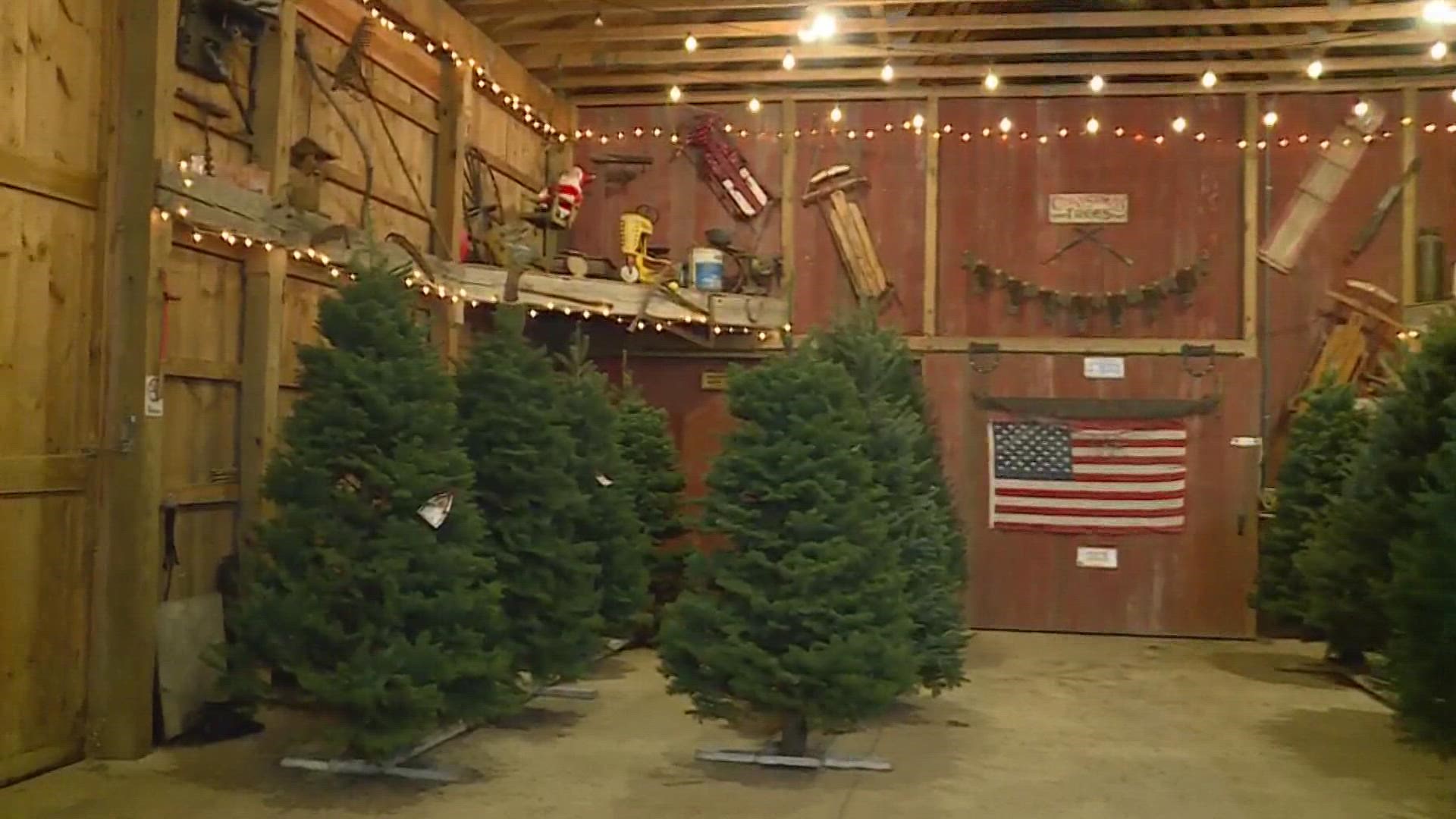 Sugar Pines Farm in Chesterland gives tips to for the perfect Christmas