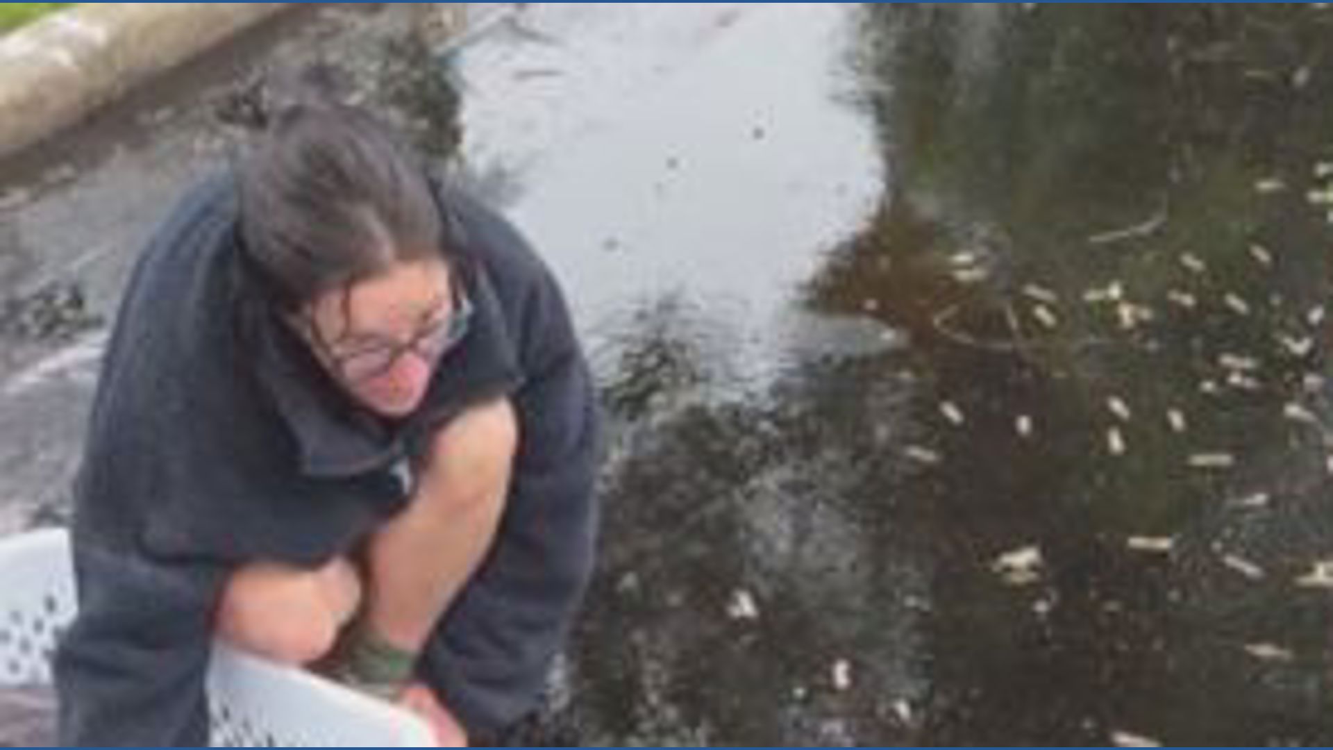 11 ducklings rescued from storm drain in New York; reunited with mother ...