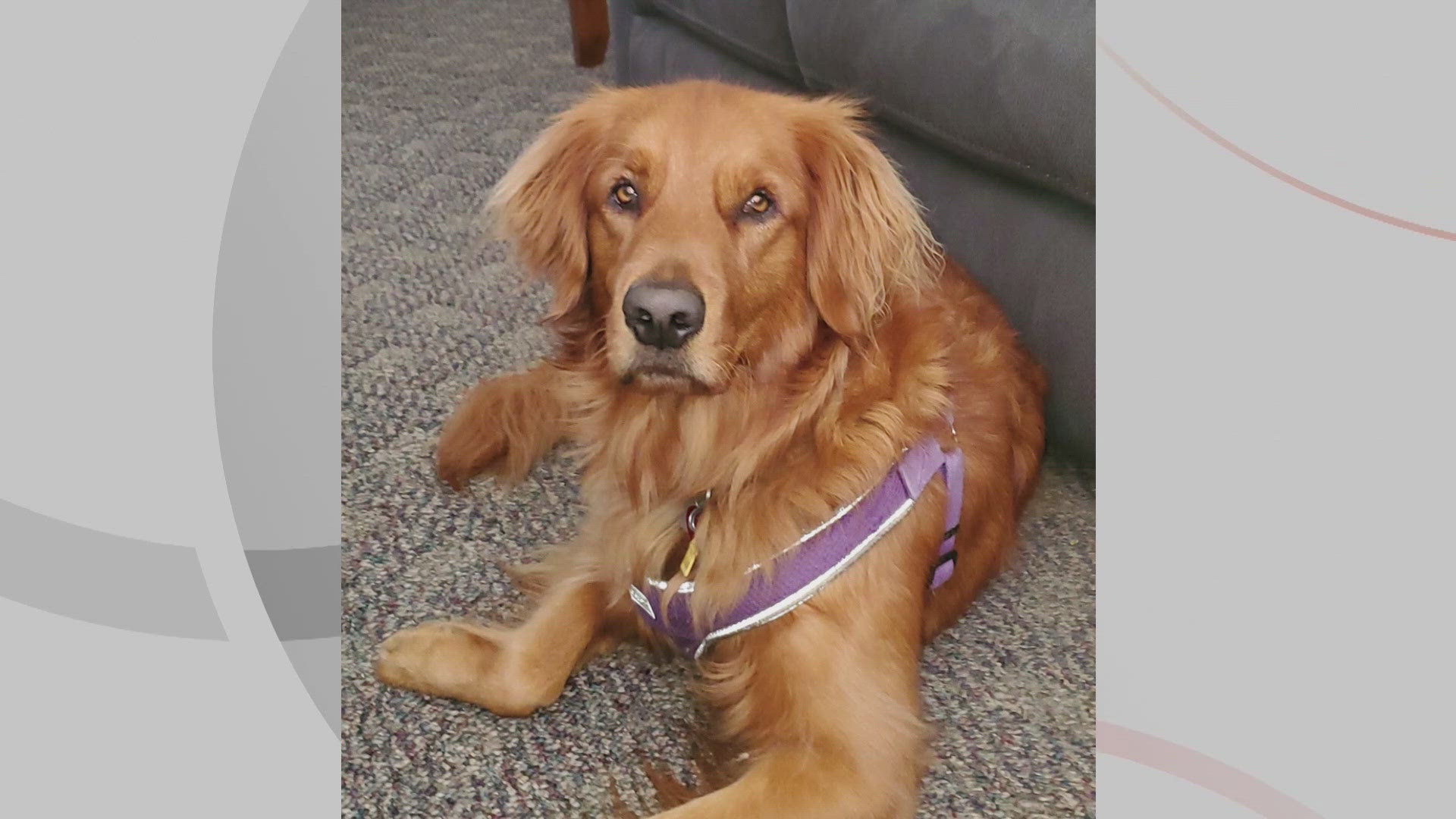 We're introducing you to Gracie for this edition of Doggone Weather on Friday, August 30, 2024. Thanks to Sue and Todd for sending in the picture.