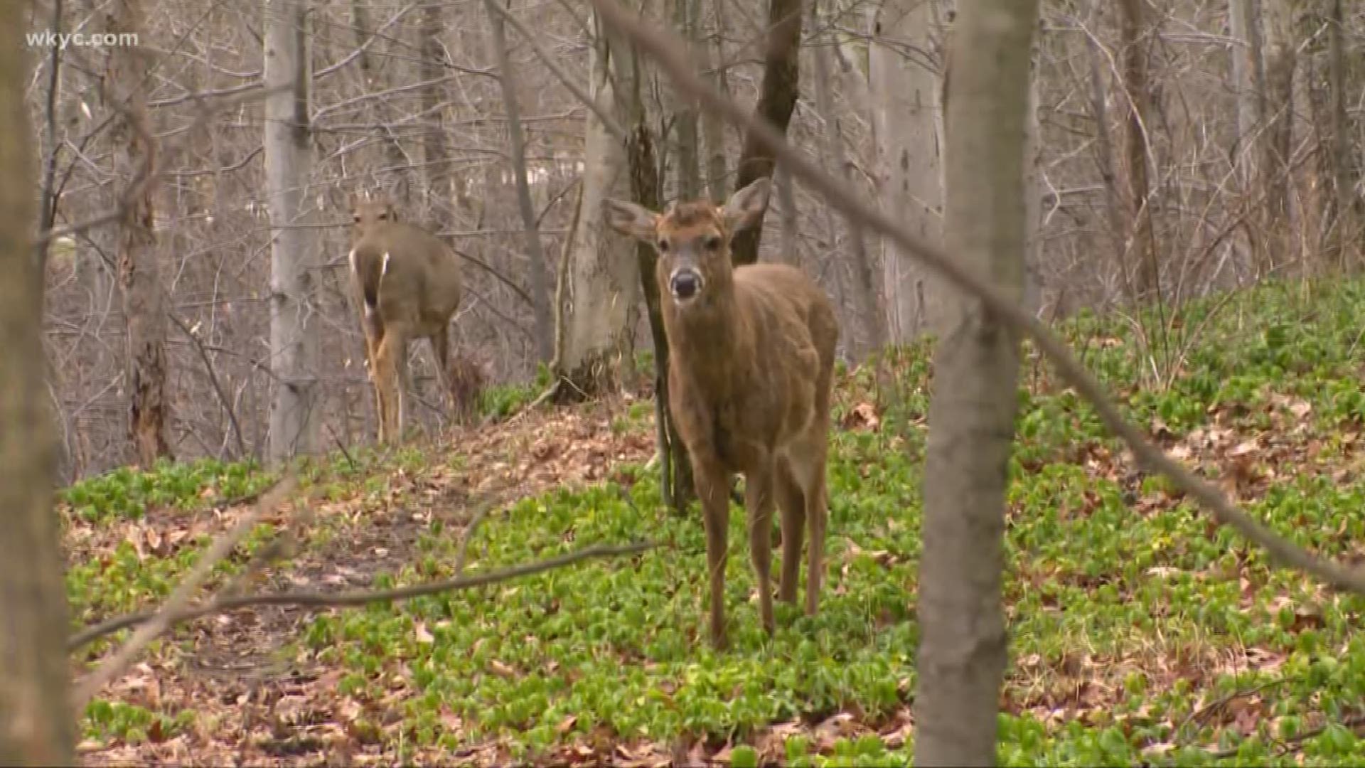 For the next two to four weeks, be on the lookout for deer. Dorsena Drakeford shares a few tips to keep the damage to a minimum during rutting season.
