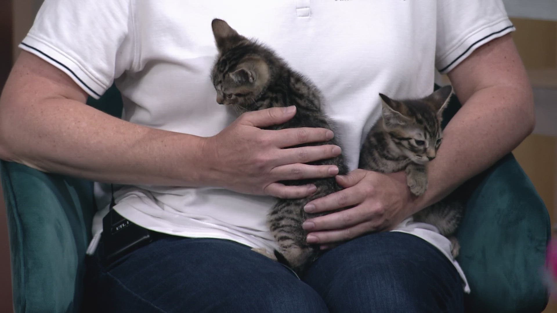 Tails from the City in Cleveland has many adorable kittens up for adoption!