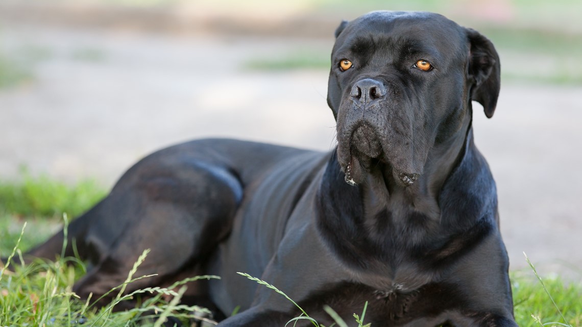 Top 5 most popular dog breeds in Ohio | wkyc.com