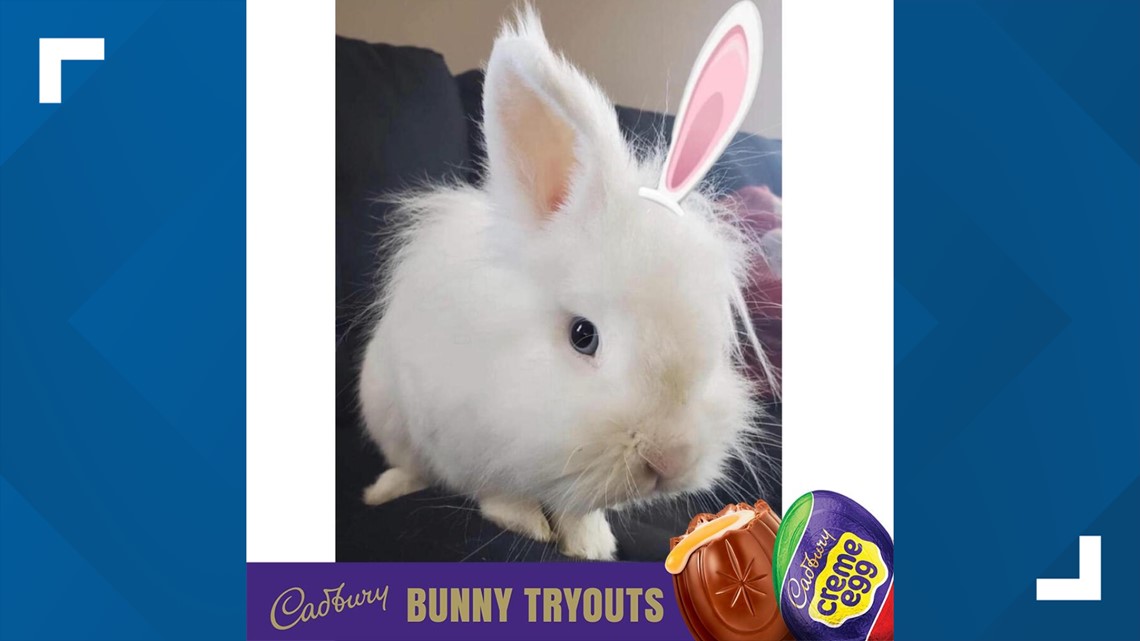 2023 Cadbury Bunny commercial Ohio rabbit is contest finalist