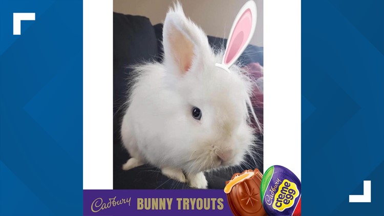 Pepper Pike rabbit among top 10 finalists in contest to be next Cadbury Bunny