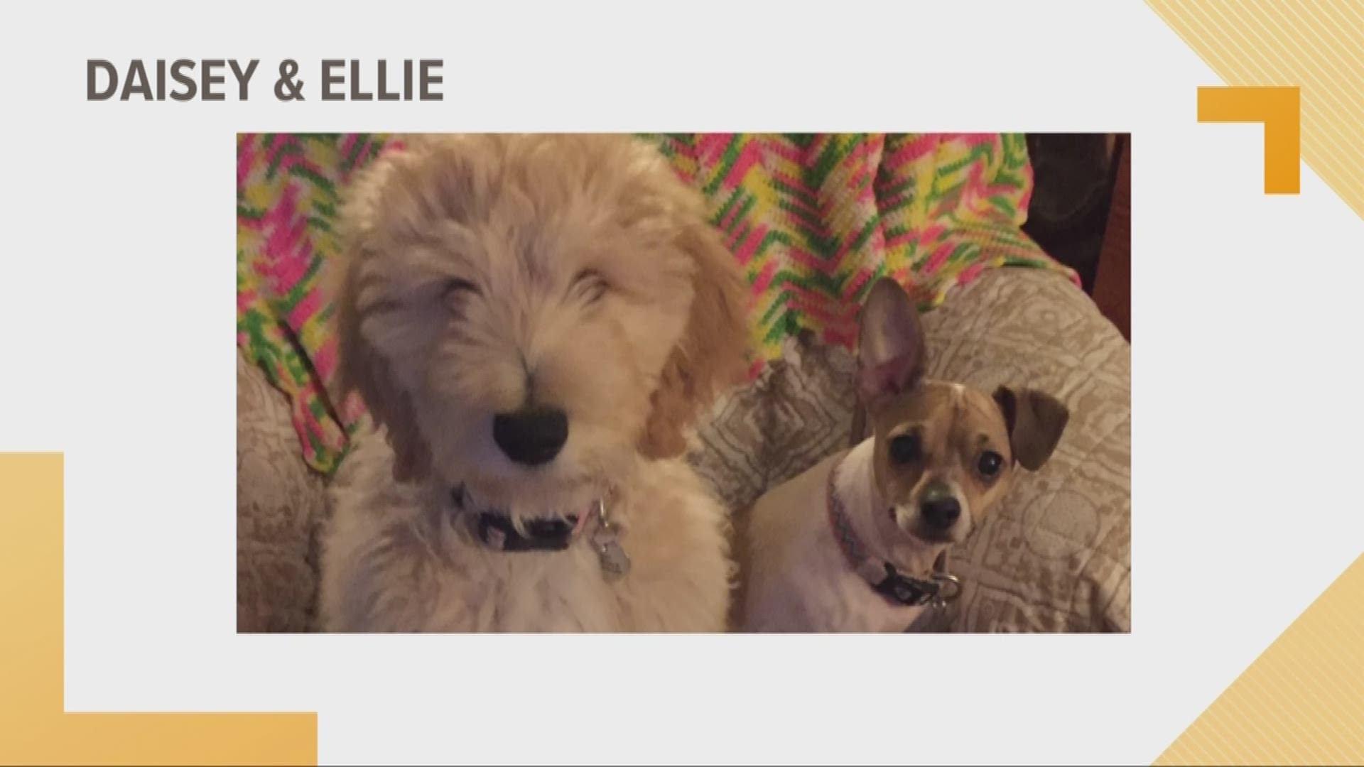 Doggone Weather: Daisey & Ellie