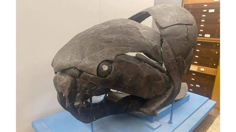 Dunkleosteus: A fish story 360 million years in the making