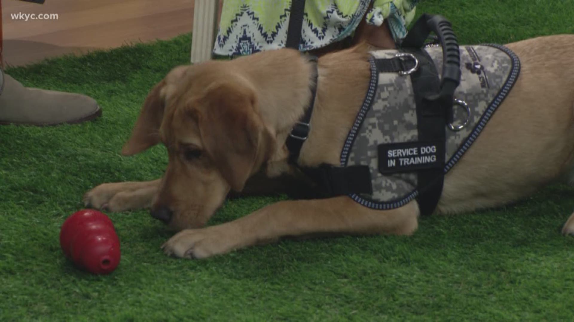 June 27, 2019: Roxy's service dog vest is a very important part of her life as a Wags 4 Warriors pup. Here's the progress Roxy has made these last few weeks.