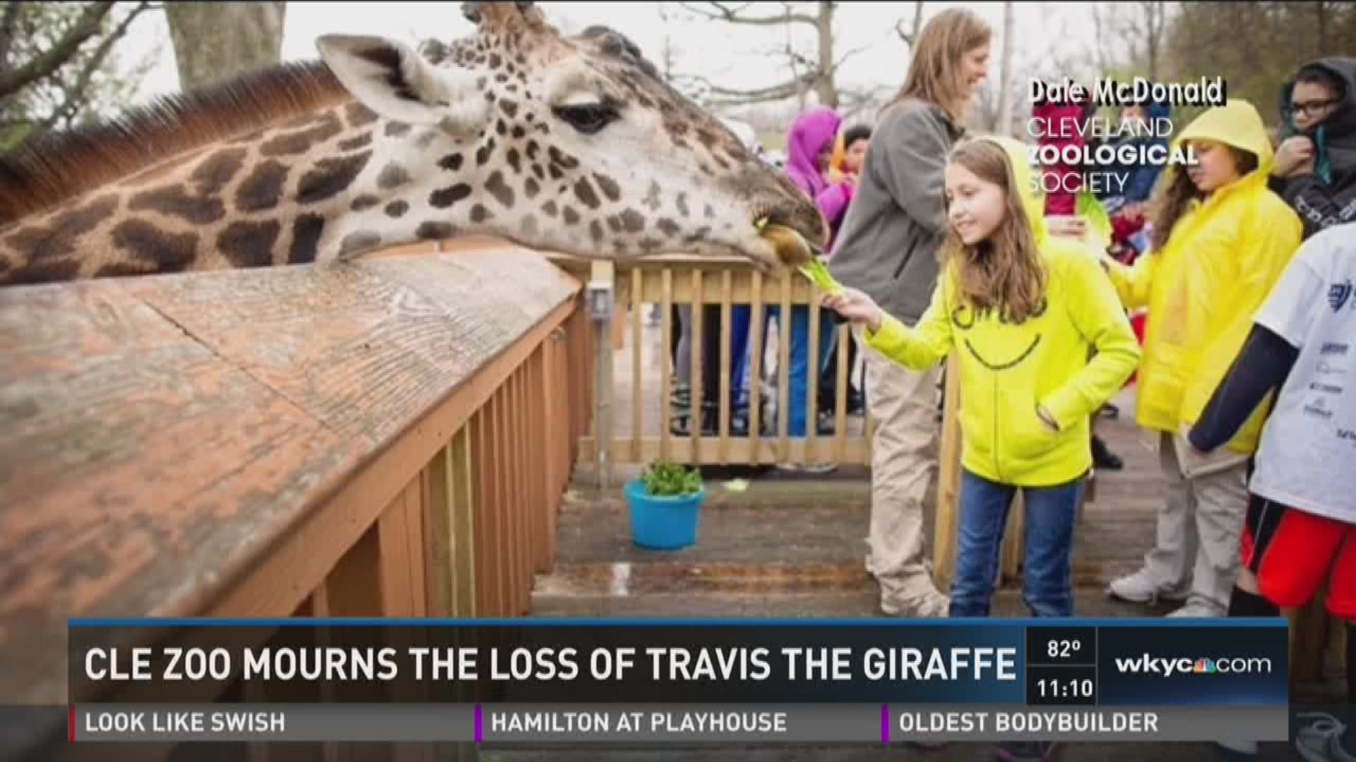 Cleveland Metroparks Zoo mourns loss of Travis the giraffe