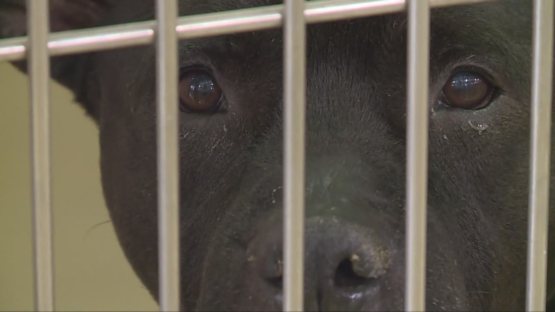 Cuyahoga County Animal Shelter reopens following deaths of 5 dogs 