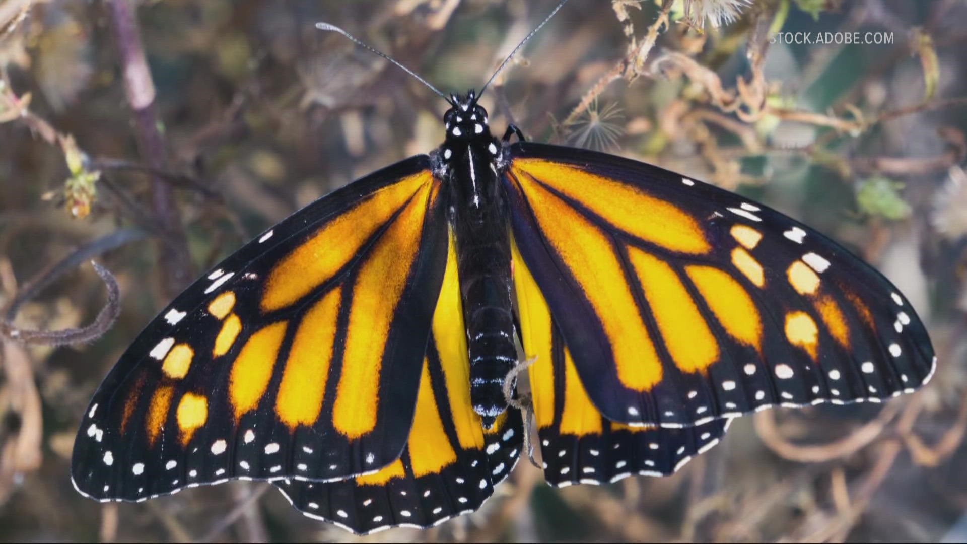 Environmentalists say the population of monarch butterflies in North America has declined between 22% and 72% over 10 years, depending on the measurement method.