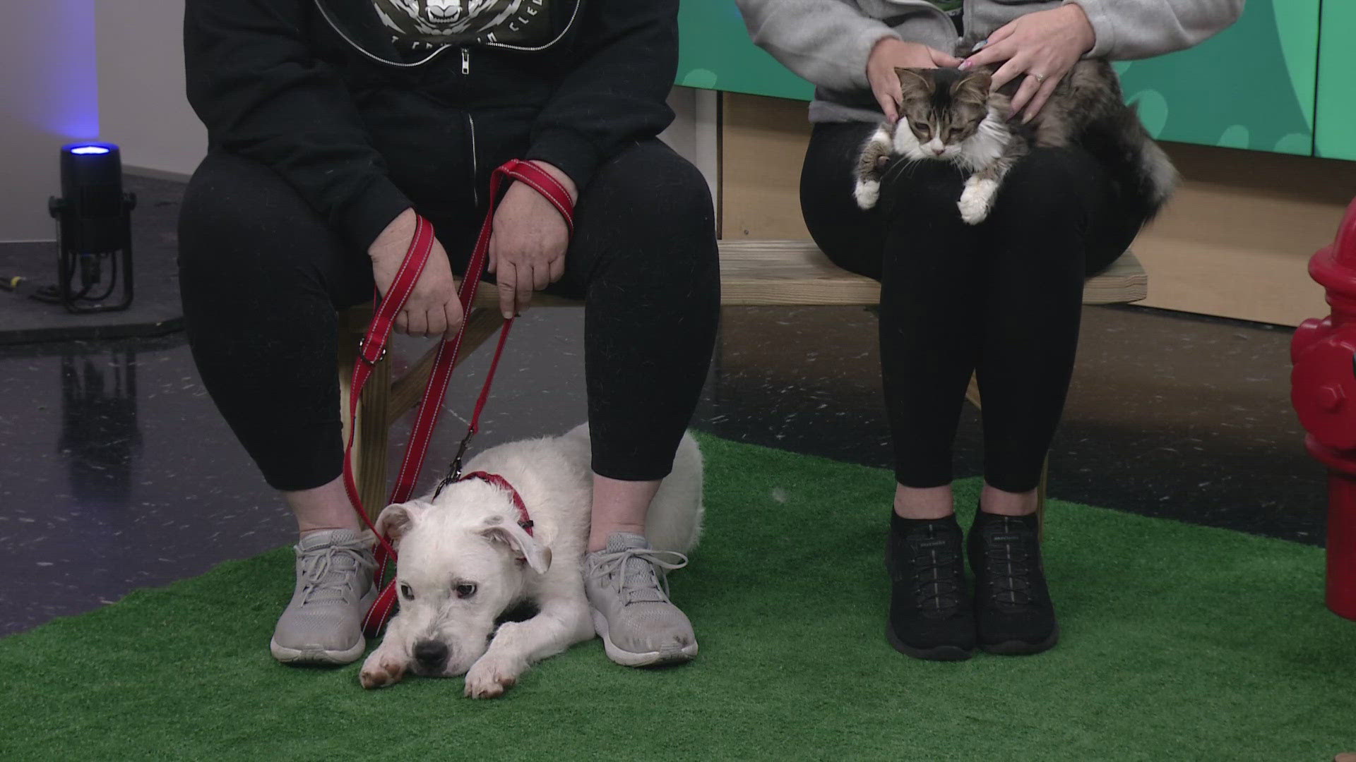 Shaggy and Hunter, a dog and cat at Tails from the City Activity Center in North Olmsted looking for their forever homes, join 3News for our Pet of the Week segment.