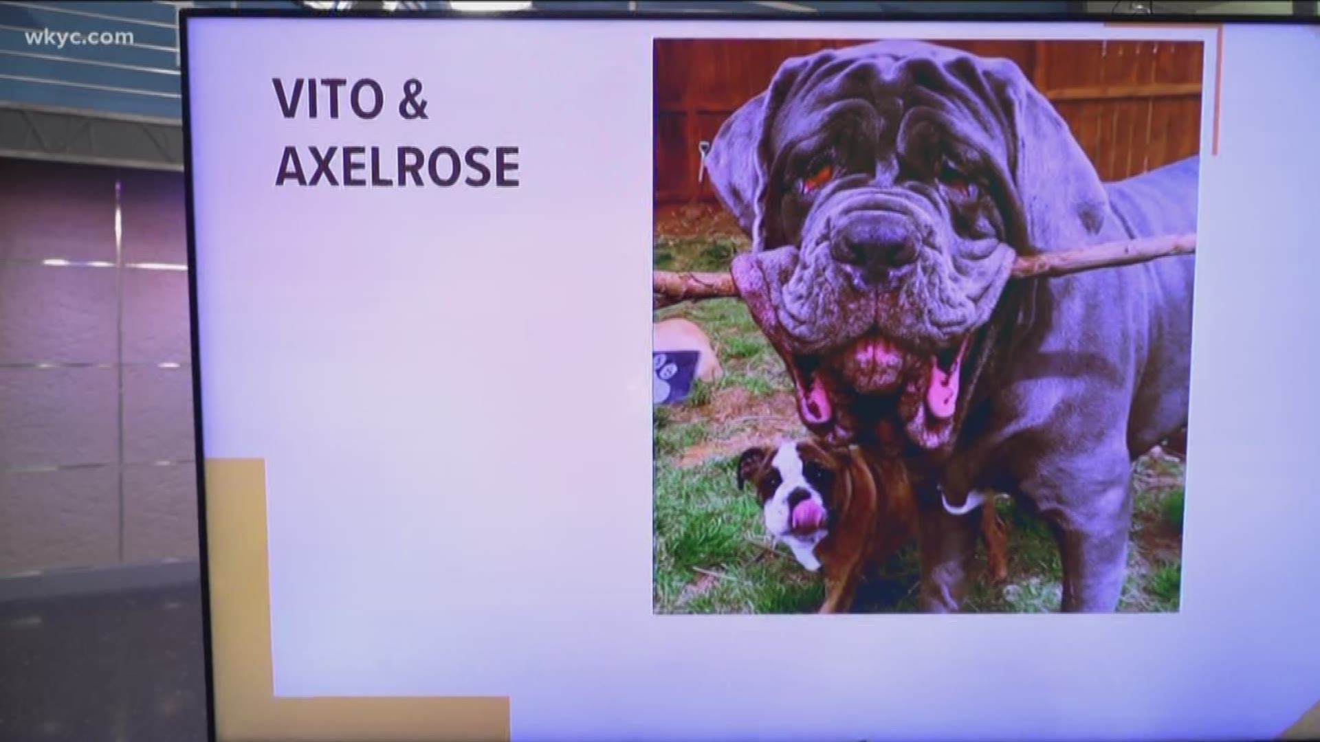 Doggone Weather: Vito & Axelrose
