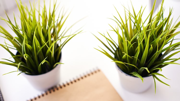 National Indoor Plant Week: Benefits, tips to having houseplants