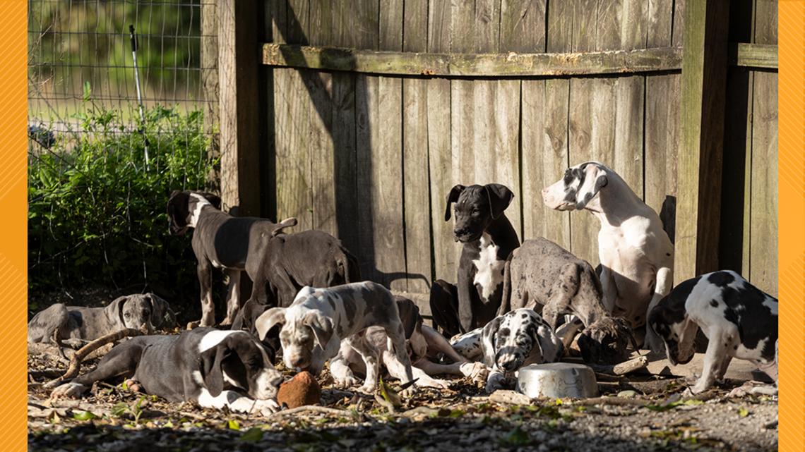 ASPCA Cruelty Recovery Center in Columbus | Ready Pet GO! | wkyc.com