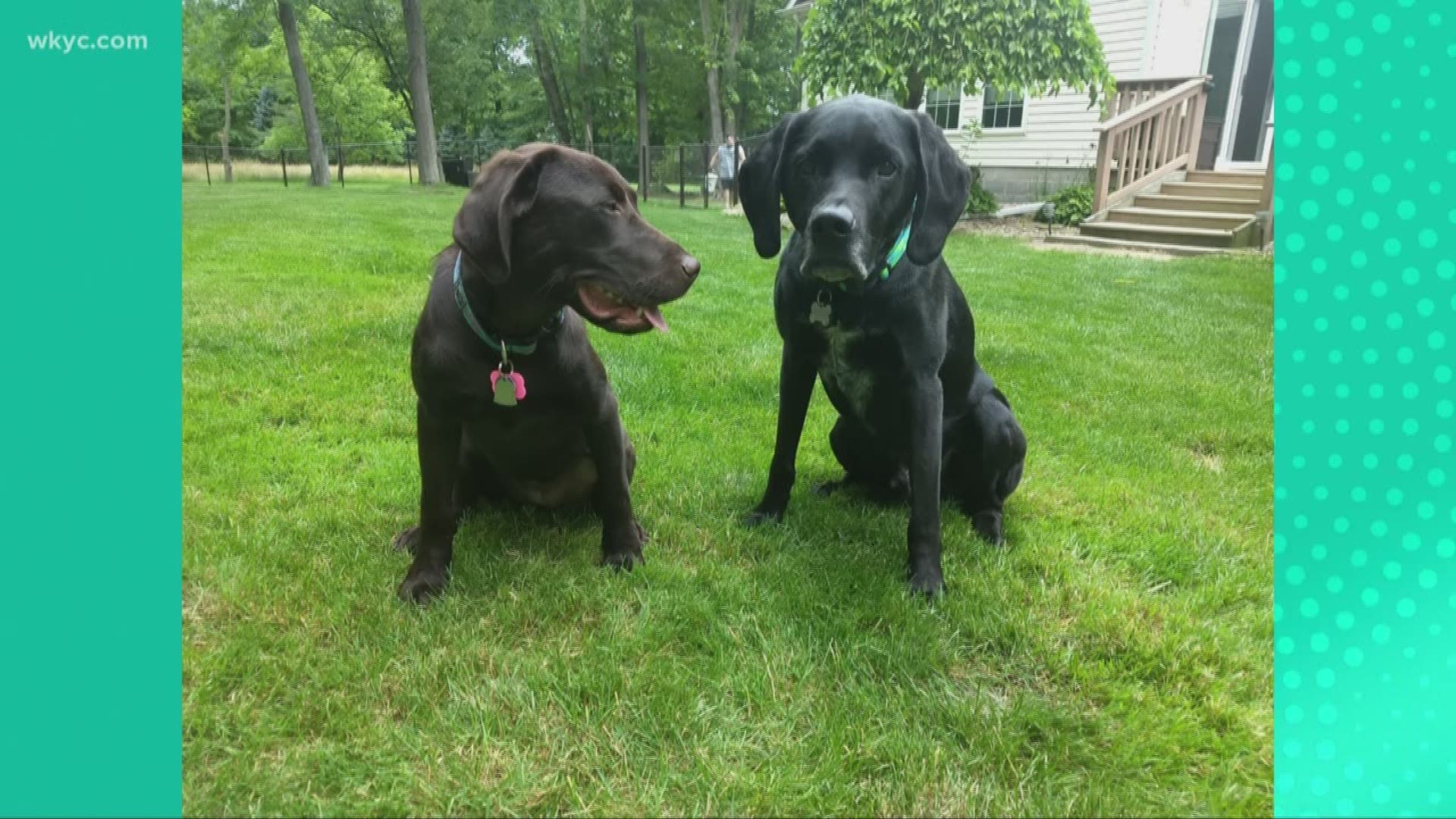 Doggone Weather:  Tucker & Paisley
