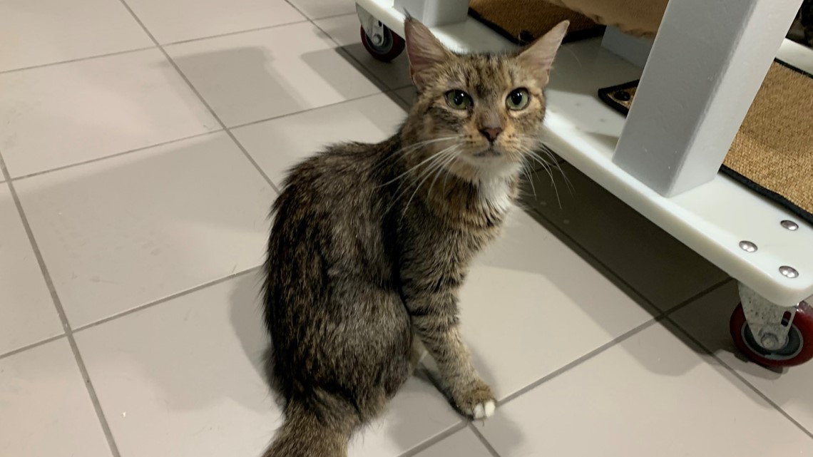 Ohio shelter cat becomes famous for his resting cranky face