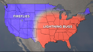 Lightning Bug Season Has Arrived In Ohio Where To See Them Wkyc Com