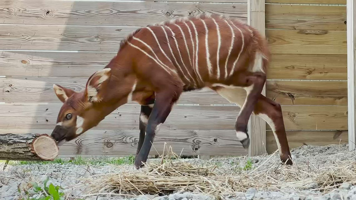 アフリカンサファリワイルドライフパークがお届けするアフリカンサファリワイルドライフパークがお届けする  