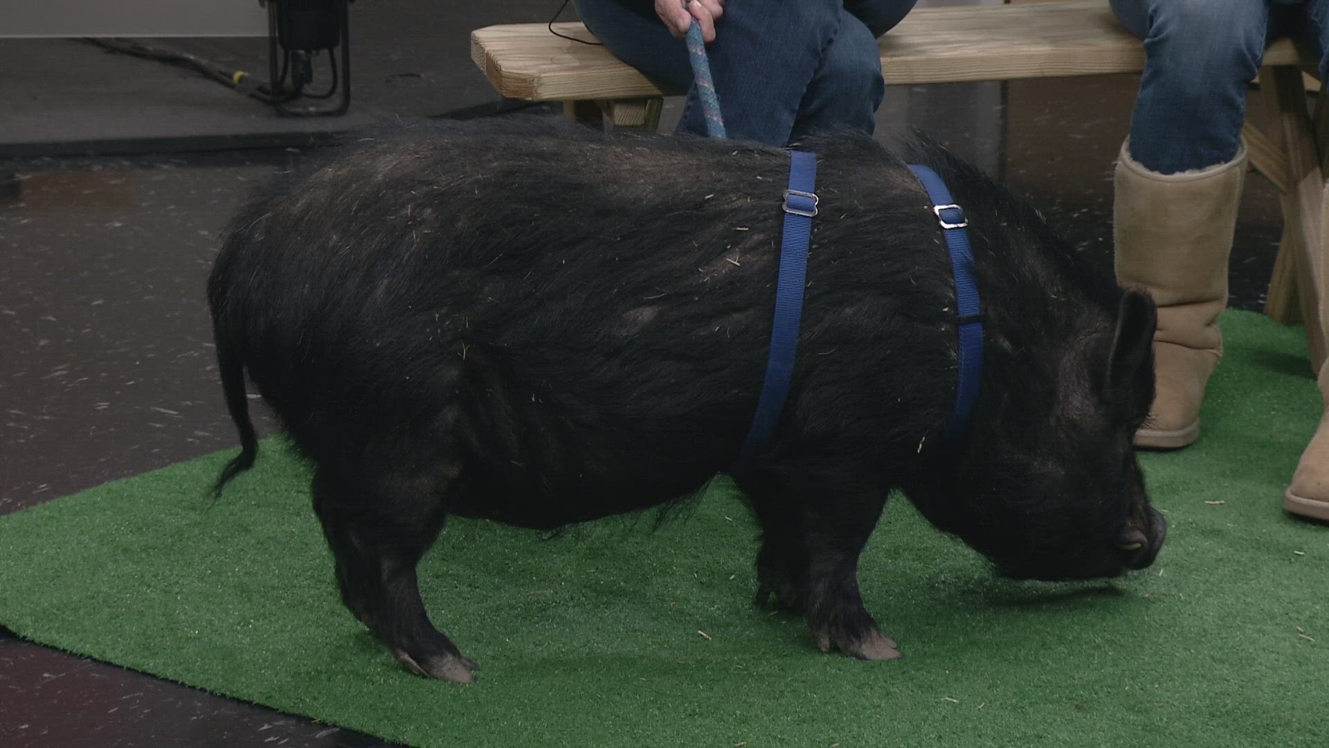 Happy Trails Farm Animal Sanctuary joins 3News with Pattycake, a 9-year-old potbelly pig who is currently up for adoption at the farm.