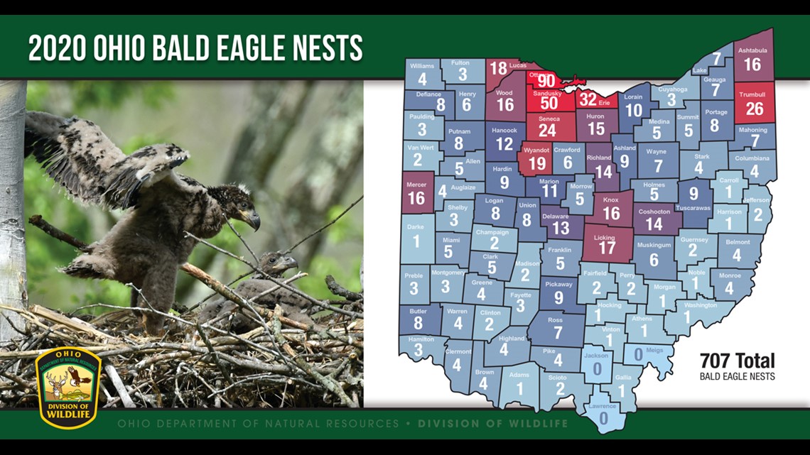 Ohio Has Bald Eagle Nests Throughout The State See How Many Are In Your County Wkyc Com