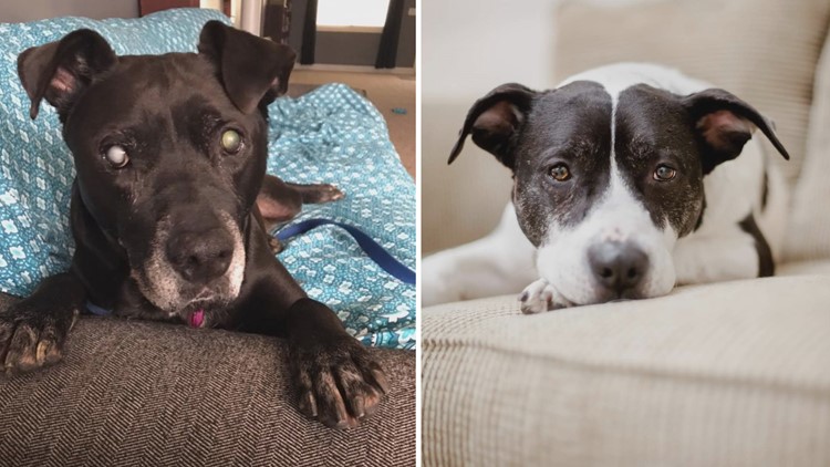 2 Lake County dogs still waiting to be adopted after living 3+ years in shelters: Meet Barklee and Flip