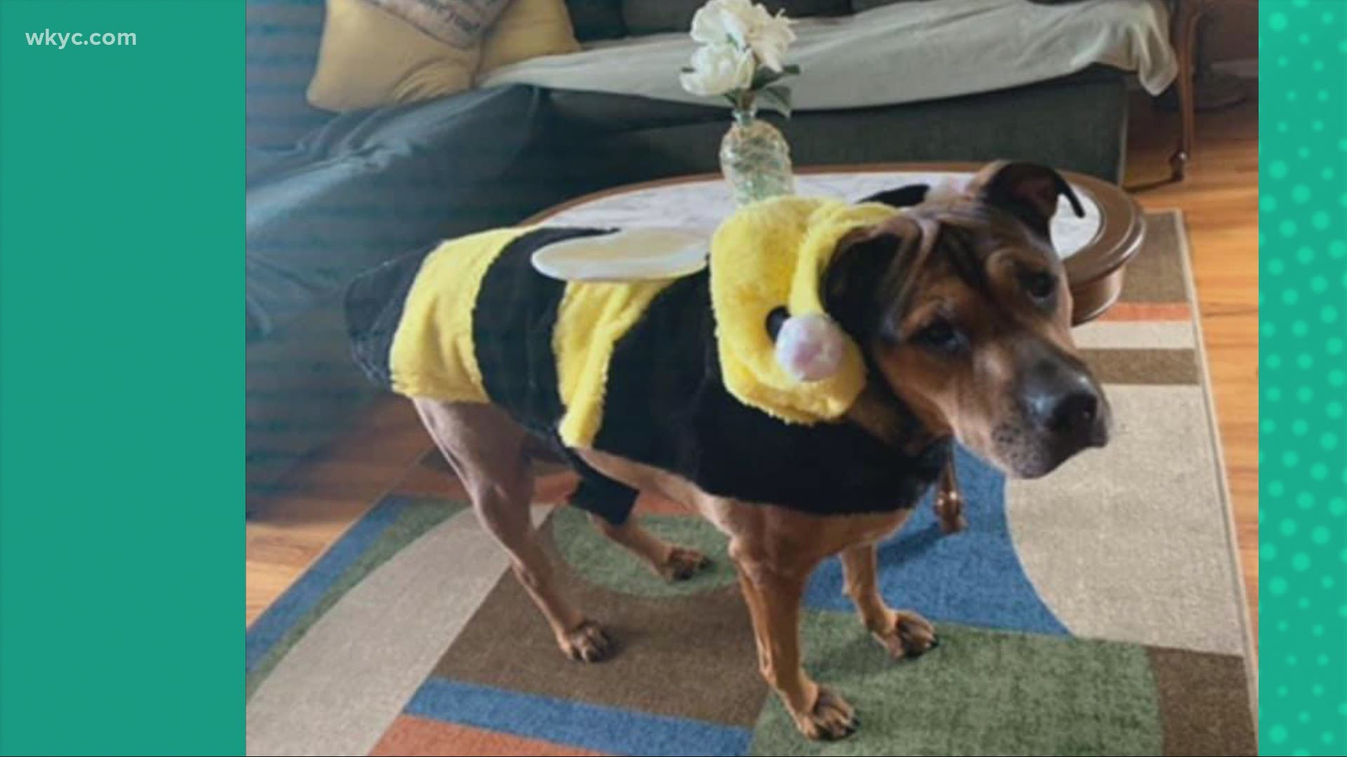 Jan. 14, 2021: So cute! Check out these pets showing off some fun costumes for Dress Up Your Pet Day.