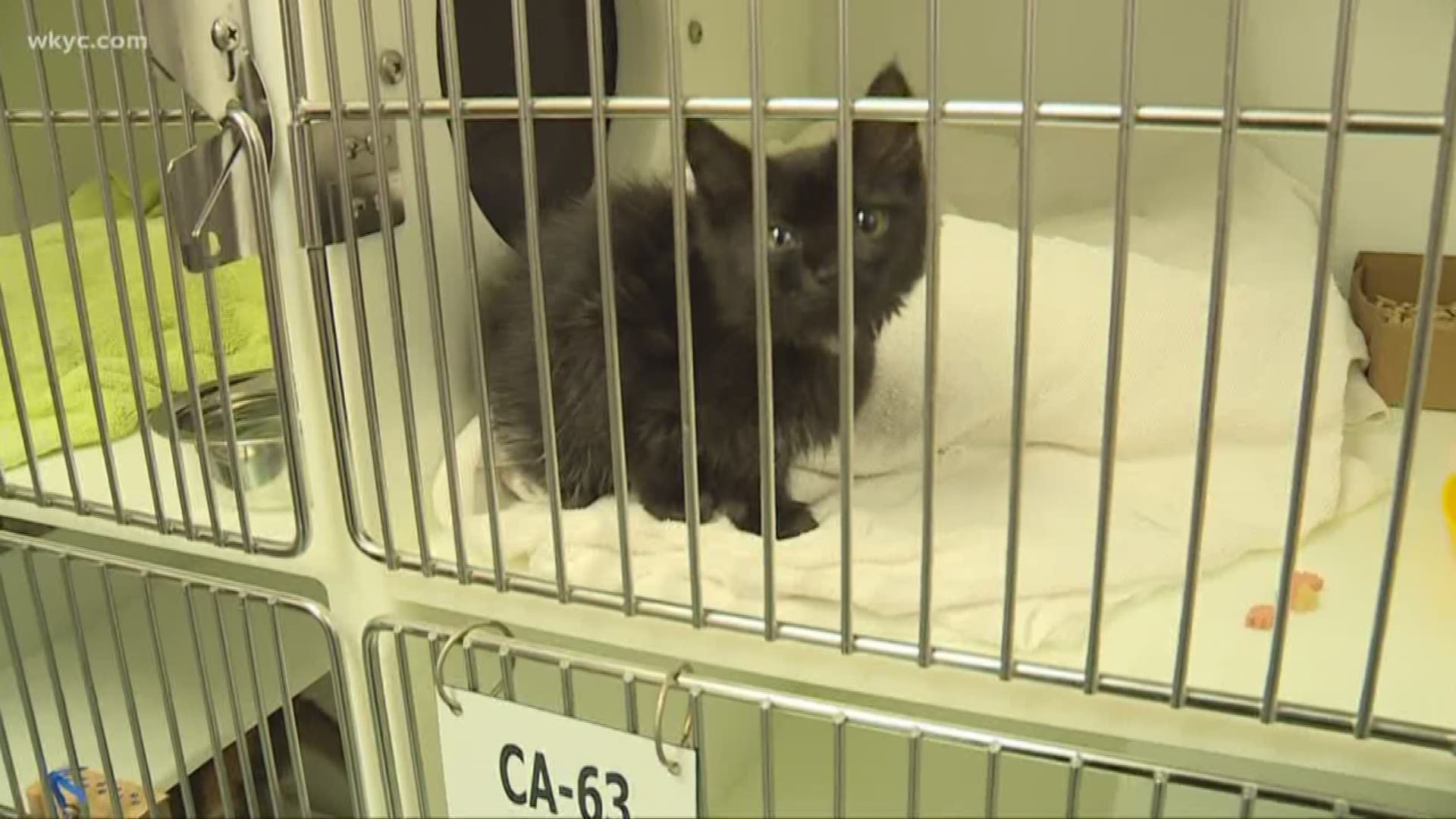 WKYC volunteers to 'Clear the Shelters'