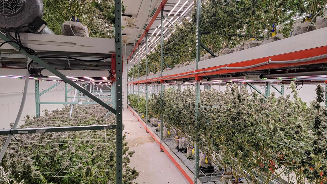 Ohio grow house set for legalized marijuana after Issue 2 passes